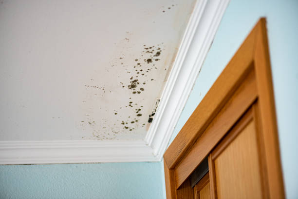 Best Professional Mold Removal  in Coffeyville, KS
