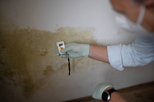 Best Best Mold Removal Companies  in Coffeyville, KS