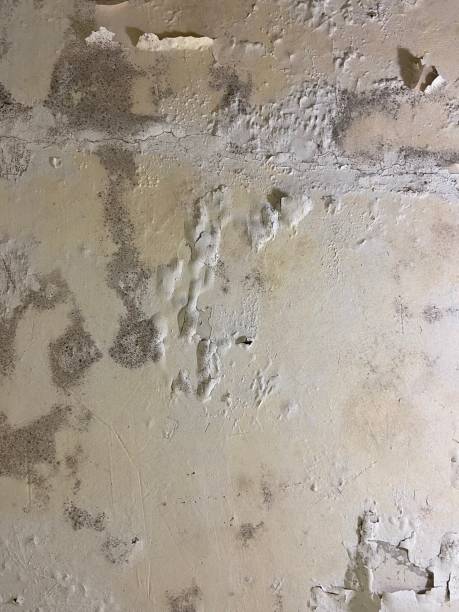 Best Black Mold Removal  in Coffeyville, KS