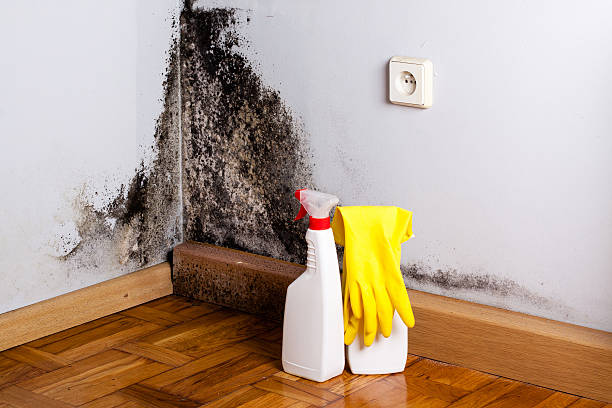 Best Mold Removal Company Near Me  in Coffeyville, KS